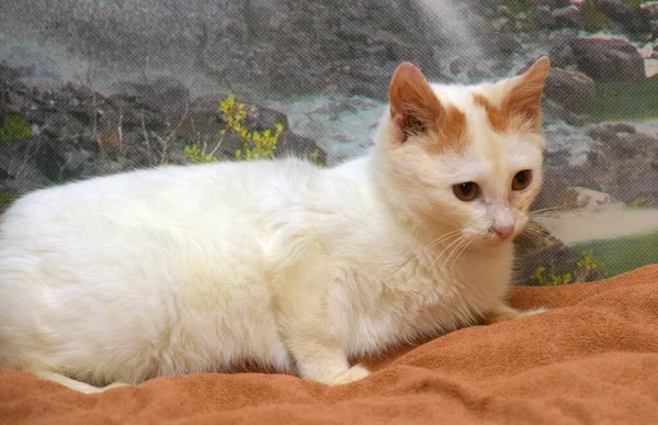 Kırmızı Beyaz Turuncu Gözlü Küçük Kedi Yavrusu — Stok fotoğraf