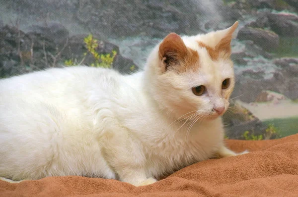 Red White Small Kitten Orange Eyes Close — Stock Photo, Image