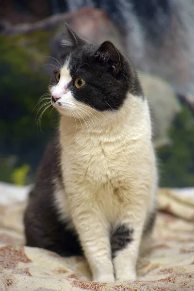 可爱的矮小灰白相间的猫 — 图库照片