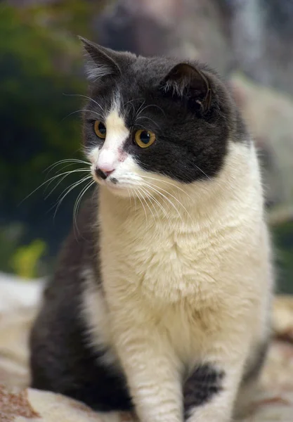 Χαριτωμένο Shorthair Γκρι Και Άσπρο Γάτα Από Κοντά — Φωτογραφία Αρχείου