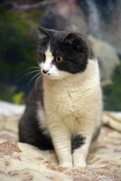 Mignon Shorthair Gris Blanc Chat Gros Plan — Photo