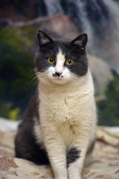 可爱的矮小灰白相间的猫 — 图库照片