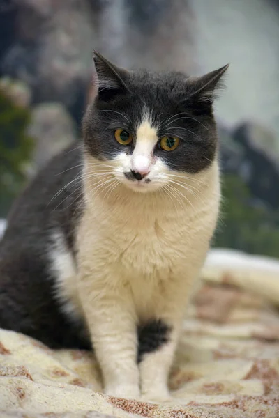 Bonito Shorthair Cinza Branco Gato Perto — Fotografia de Stock