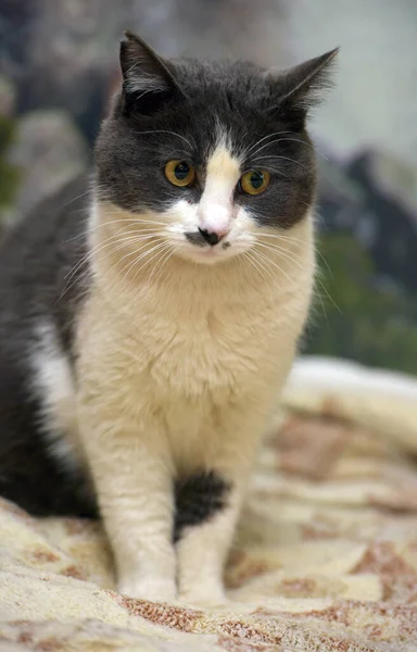 Lindo Taquigrafía Gris Blanco Gato Cerca —  Fotos de Stock