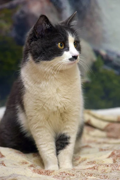 Cute Shorthair Gray White Cat Close — Stock Photo, Image