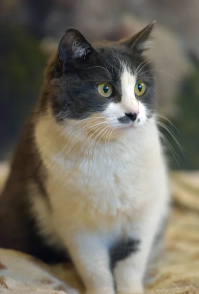 Mignon Shorthair Gris Blanc Chat Gros Plan — Photo