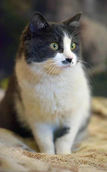 Cute Shorthair Gray White Cat Close — Stock Photo, Image