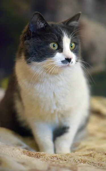 Lindo Taquigrafía Gris Blanco Gato Cerca —  Fotos de Stock