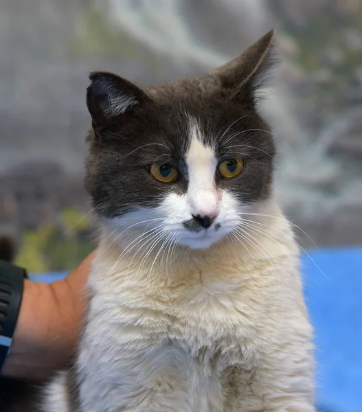 Mignon Shorthair Gris Blanc Chat Gros Plan — Photo