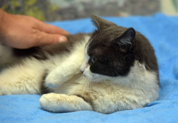 Şirin Kısa Hava Grisi Beyaz Kedi Yaklaş — Stok fotoğraf