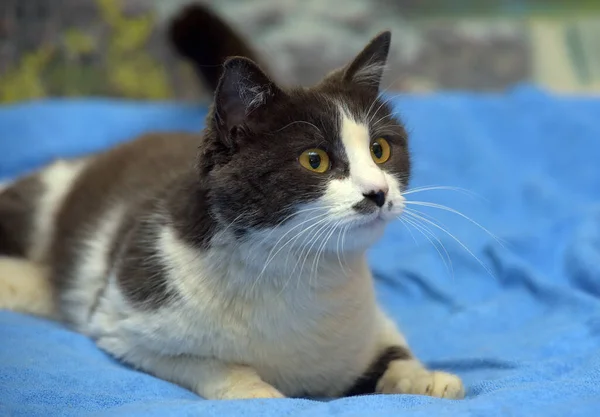 Mignon Shorthair Gris Blanc Chat Gros Plan — Photo