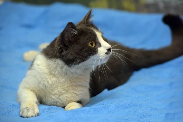 Mignon Shorthair Gris Blanc Chat Gros Plan — Photo