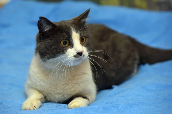 Mignon Shorthair Gris Blanc Chat Gros Plan — Photo