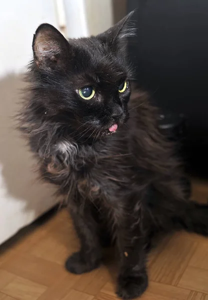 Saçları Dağınık Yaşlı Bir Kedi Yakından — Stok fotoğraf