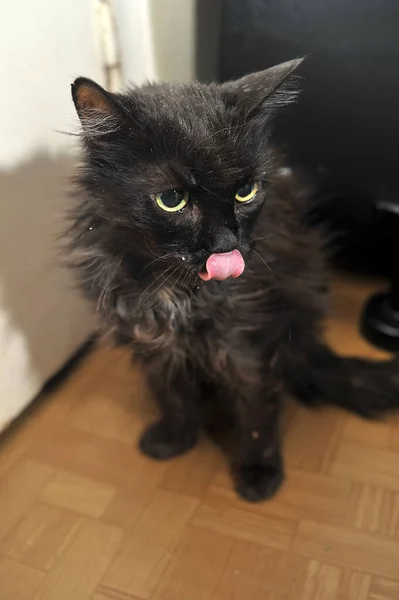 Alte Schwarze Katze Mit Zerzausten Haaren Aus Nächster Nähe — Stockfoto