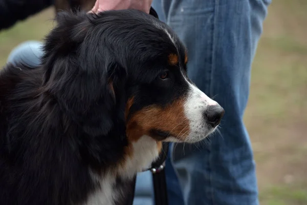 Gros Plan Chien Montagne Bernois Belle Expression Tête Chien — Photo