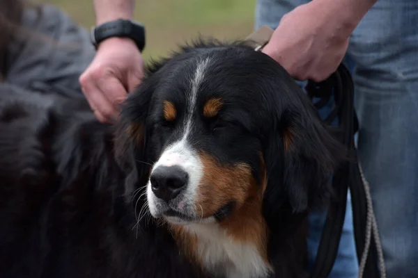 ベルンマウンテンドッグのクローズアップ 犬の頭の美しい表情 — ストック写真