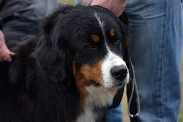 Close Van Bernese Mountain Dog Mooie Uitdrukking Van Het Hoofd — Stockfoto