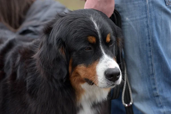 Primo Piano Del Cane Montagna Bernese Bella Espressione Della Testa — Foto Stock