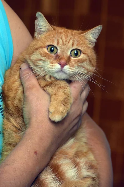 Gato Rojo Con Una Mirada Triste Sus Manos — Foto de Stock