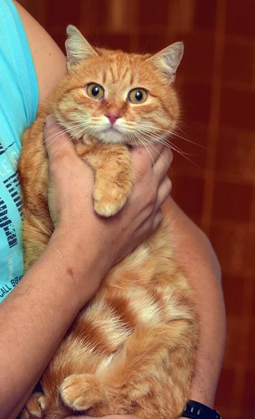 Rote Katze Mit Traurigem Blick Auf Ihren Händen — Stockfoto