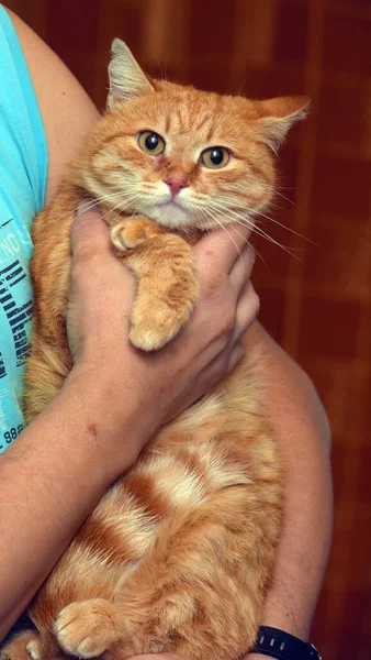 彼女の手に悲しい表情の赤い猫 — ストック写真
