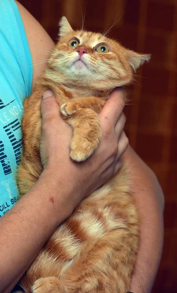 Gato Vermelho Com Olhar Triste Suas Mãos — Fotografia de Stock