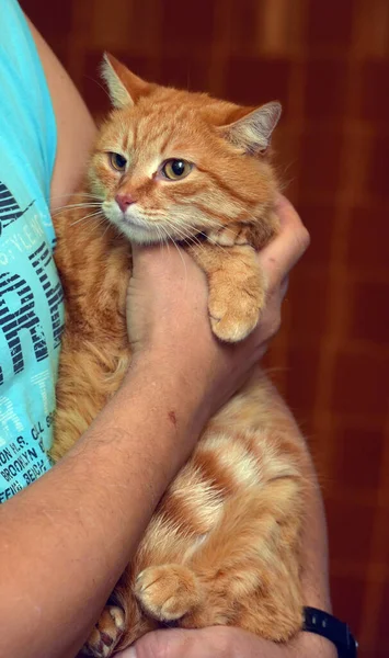 Κόκκινη Γάτα Λυπημένο Βλέμμα Στα Χέρια Της — Φωτογραφία Αρχείου