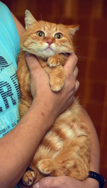 Κόκκινη Γάτα Λυπημένο Βλέμμα Στα Χέρια Της — Φωτογραφία Αρχείου