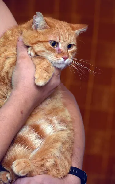 Gato Vermelho Com Olhar Triste Suas Mãos — Fotografia de Stock