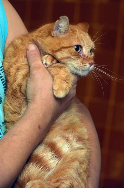 Rote Katze Mit Traurigem Blick Auf Ihren Händen — Stockfoto