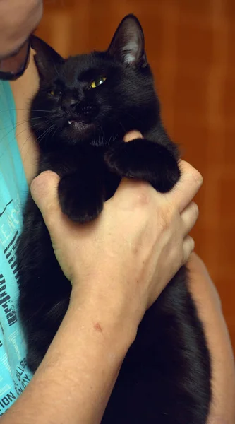 Gato Preto Com Olhos Amarelos Nos Braços Perto — Fotografia de Stock