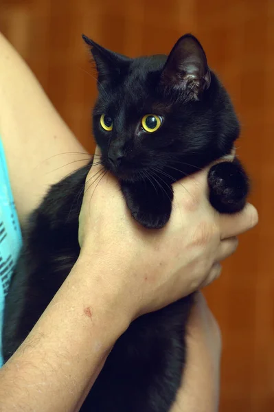 Schwarze Katze Mit Gelben Augen Den Armen Aus Nächster Nähe — Stockfoto