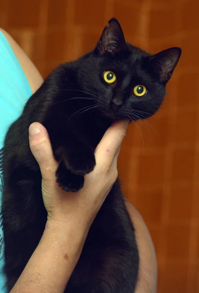 Gato Preto Com Olhos Amarelos Nos Braços Perto — Fotografia de Stock