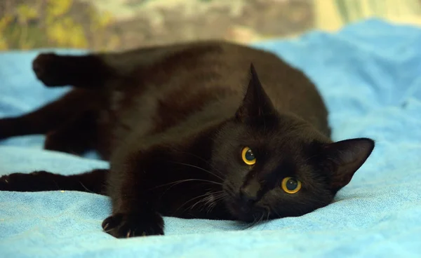 Černá Kočka Jasně Žlutýma Očima Zavřít — Stock fotografie