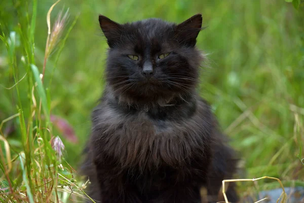 Μαύρη Άστεγη Χνουδωτή Γάτα Ανάμεσα Στο Πράσινο Γρασίδι — Φωτογραφία Αρχείου