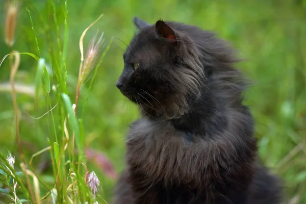 Schwarze Obdachlose Flauschkatze Grünen Gras — Stockfoto