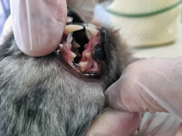 Tierarzt Untersucht Der Rezeption Die Zähne Einer Katze — Stockfoto