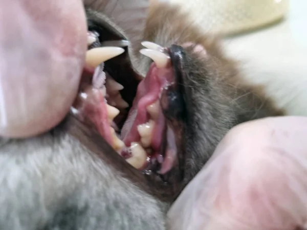 Doctor Veterinarian Examines Teeth Cat Reception — Stock Photo, Image