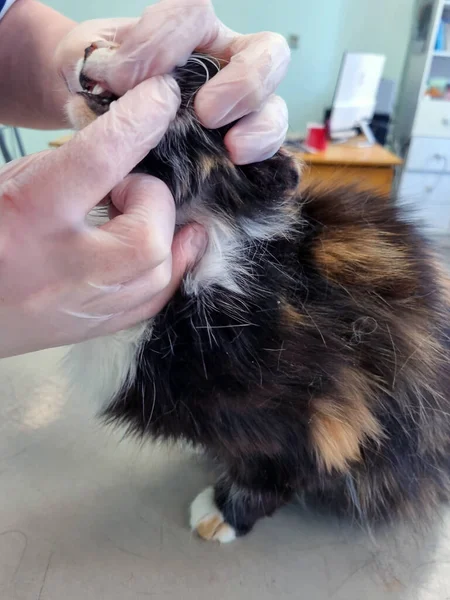 Lékař Veterinární Lékař Vyšetří Zuby Kočky Recepci — Stock fotografie