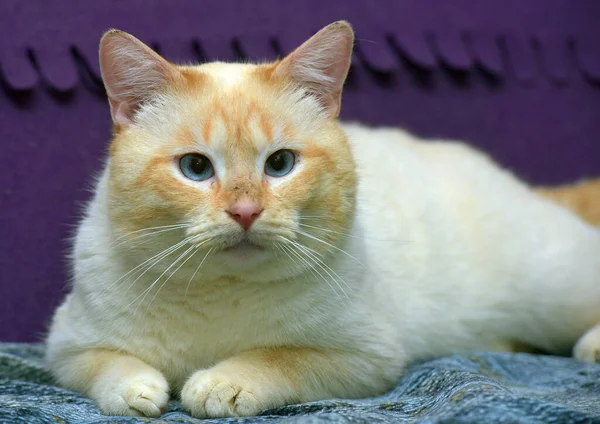 Tailandés Siamés Gato Doméstico Punto Rojo Con Orejas Rojas Ojos — Foto de Stock