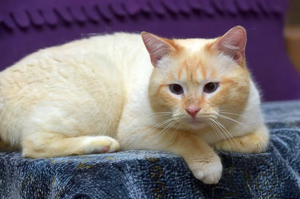 Tailandês Siamês Doméstico Gato Ponto Vermelho Com Orelhas Vermelhas Olhos — Fotografia de Stock