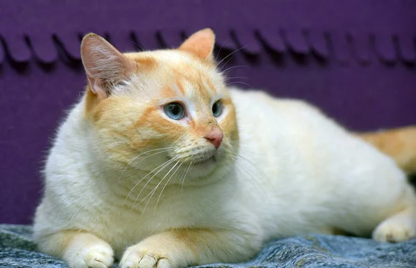 Tailandês Siamês Doméstico Gato Ponto Vermelho Com Orelhas Vermelhas Olhos — Fotografia de Stock