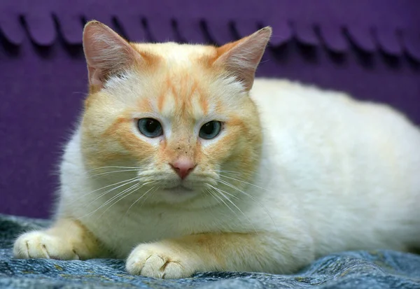 Thailändsk Siamese Katt Röd Punkt Med Röda Öron Och Blå — Stockfoto