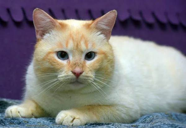 Tailandês Siamês Doméstico Gato Ponto Vermelho Com Orelhas Vermelhas Olhos — Fotografia de Stock