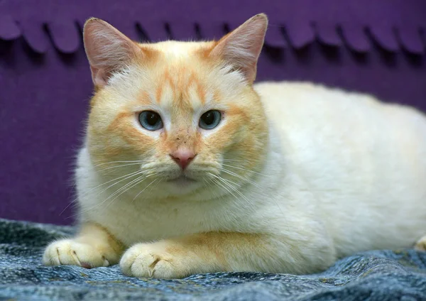 Tailandês Siamês Doméstico Gato Ponto Vermelho Com Orelhas Vermelhas Olhos — Fotografia de Stock