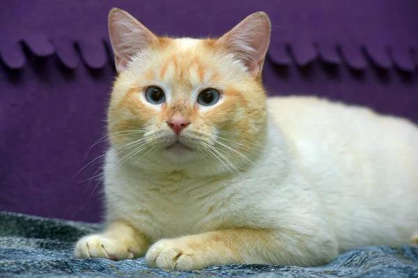 Тайская Сиамская Домашняя Кошка Красная Точка Красными Ушами Голубыми Глазами — стоковое фото
