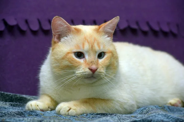 Тайская Сиамская Домашняя Кошка Красная Точка Красными Ушами Голубыми Глазами — стоковое фото
