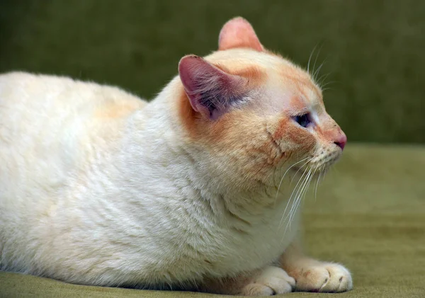 Tailandês Siamês Doméstico Gato Ponto Vermelho Com Orelhas Vermelhas Olhos — Fotografia de Stock