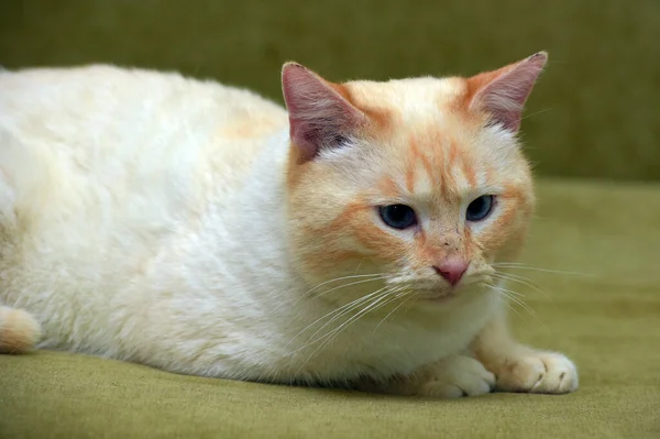 Thai Siamese Domestic Cat Red Point Red Ears Blue Eyes — Stock Photo, Image